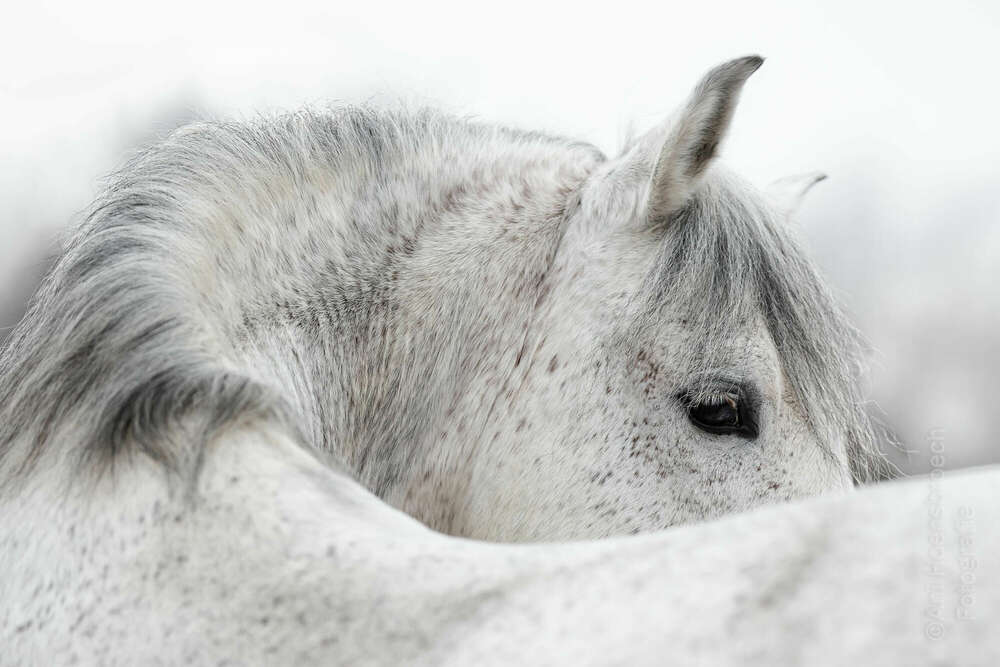 PRE Hengst (Pferde & Hunde Fotograf Bayern)