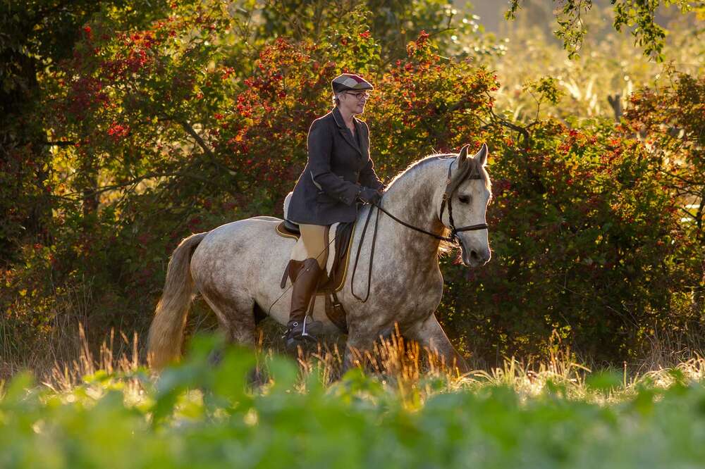Pferde & Hunde Fotograf Bayern