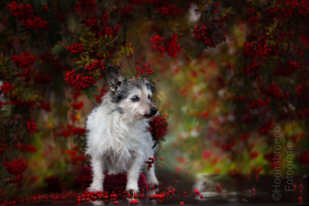 Jack Russel  (Pferde & Hunde Fotograf Bayern)
