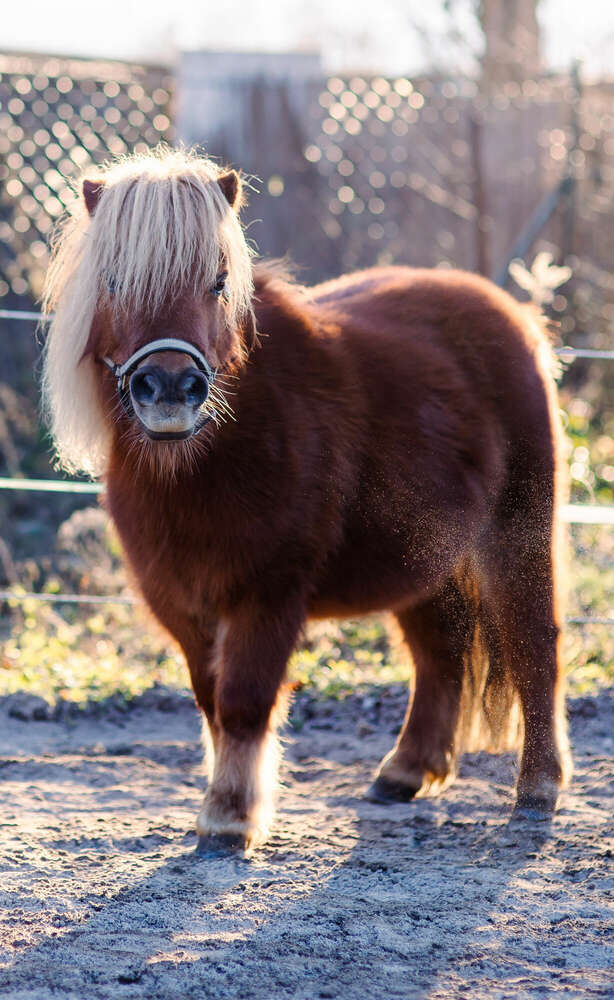 Tierportrait (Betty Einhaus - Fotojournalismus)