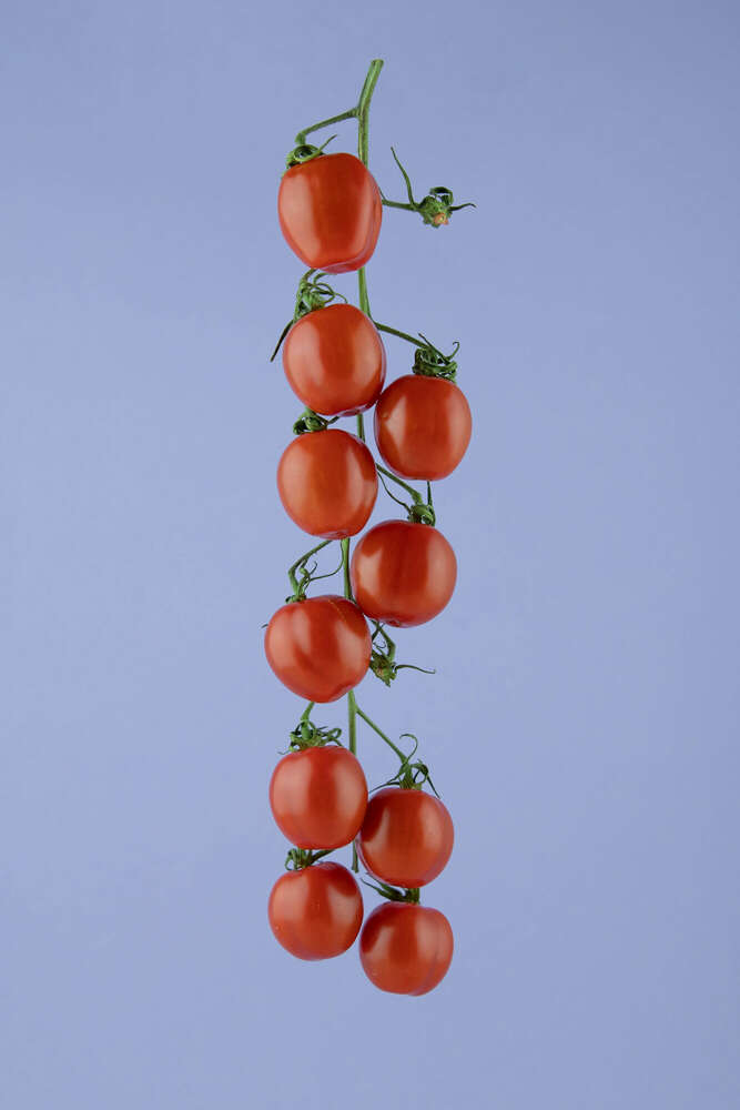 Johanna Baschke (Johanna Baschke)