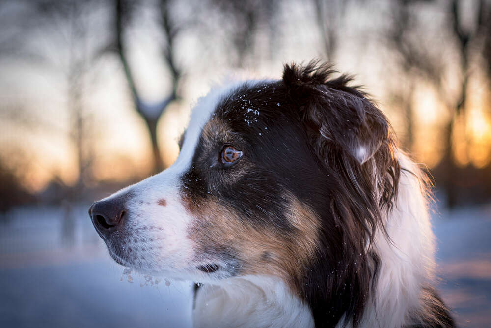 creARTive4paws - Tierfotografie