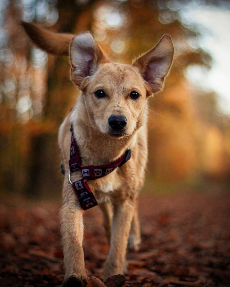 creARTive4paws - Tierfotografie