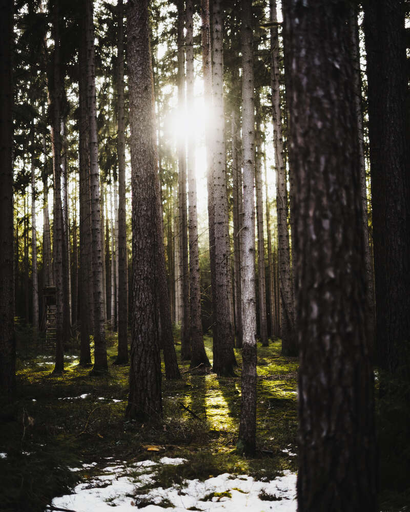 Tobias Clemens Richter (Tobias Clemens Richter)