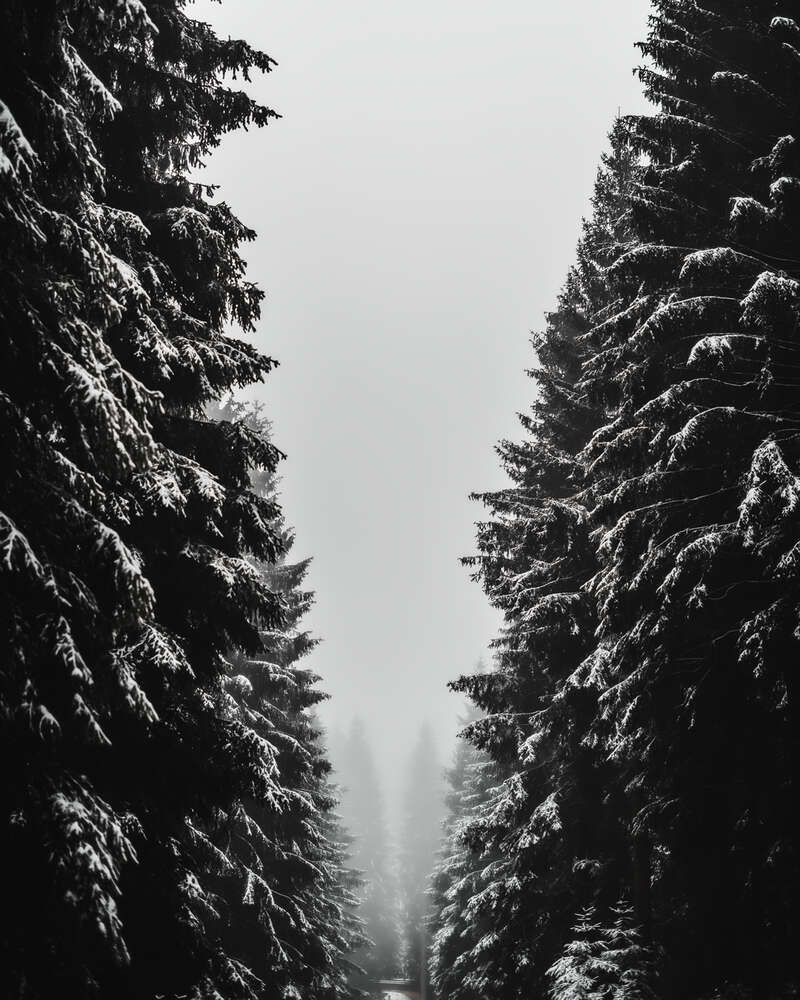 Tobias Clemens Richter (Tobias Clemens Richter)