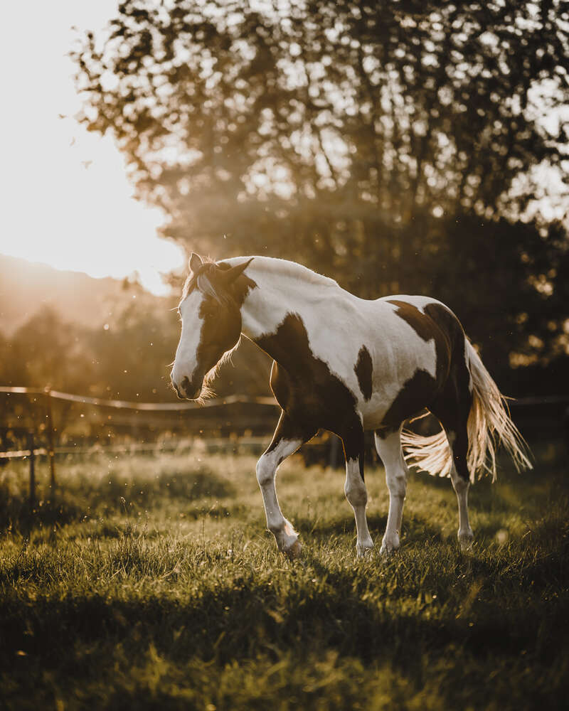 Tobias Clemens Richter (Tobias Clemens Richter)