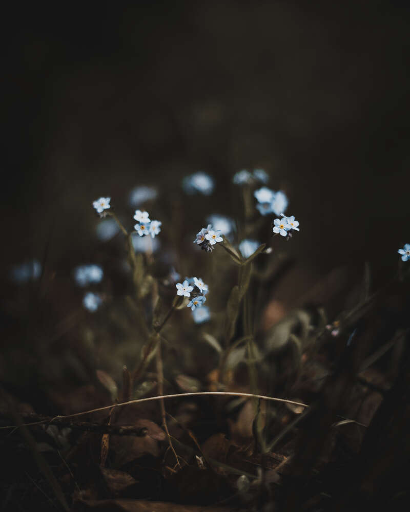 Tobias Clemens Richter (Tobias Clemens Richter)