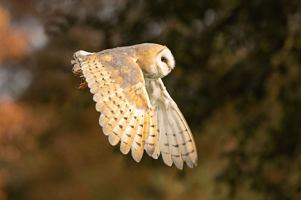 Tier-Fotografie (Petra den Dulk - Photography)