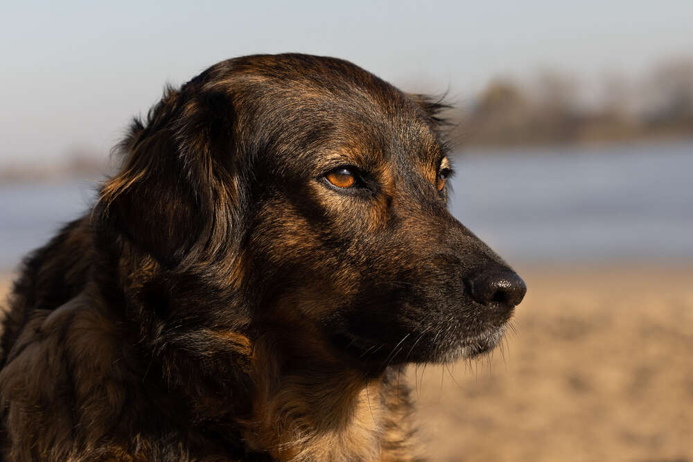 Tier-Fotografie (Petra den Dulk - Photography)