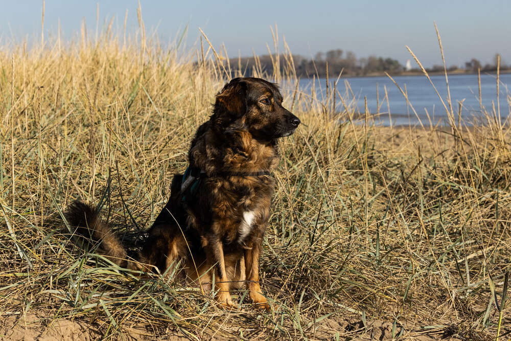 Tier-Fotografie (Petra den Dulk - Photography)