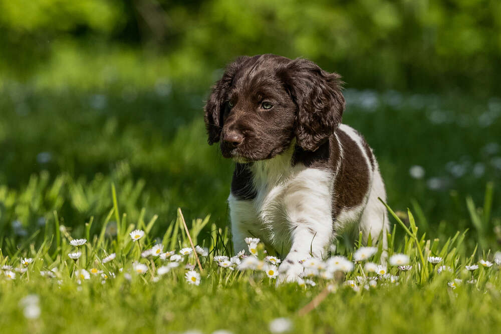 Tier-Fotografie (Petra den Dulk - Photography)