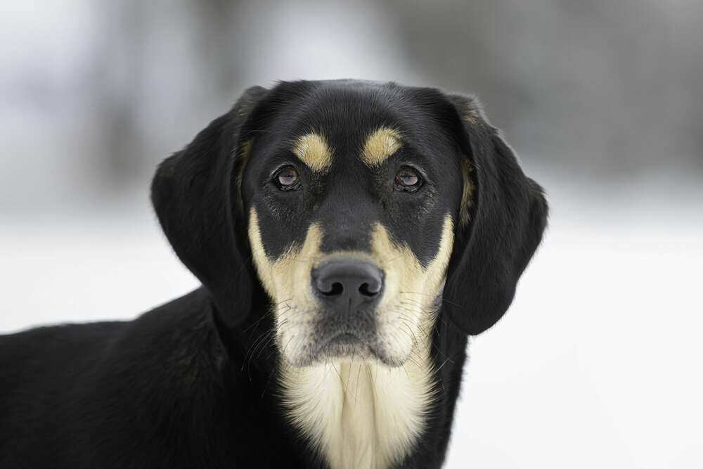 Tier-Fotografie (Petra den Dulk - Photography)