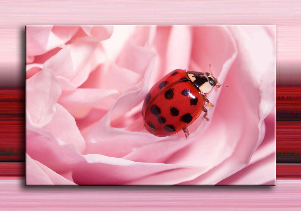 Tier-Fotografie (Petra den Dulk - Photography)