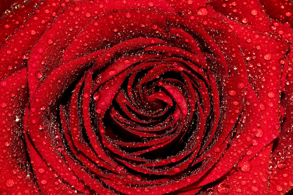 Makro (Petra den Dulk - Photography)