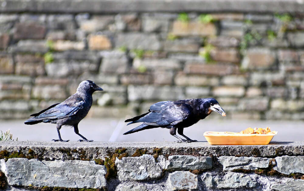 FlyIn. (PixelMomente.)