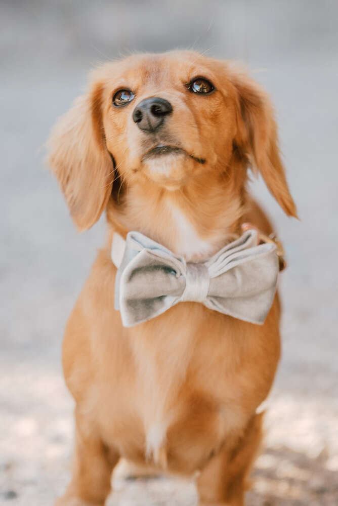 Ein tierischer Gast (Michaela Krasnanska)