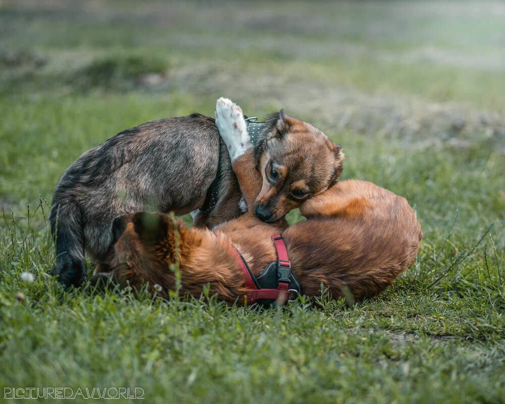 Picturedavvorld (Picturedavvorld)