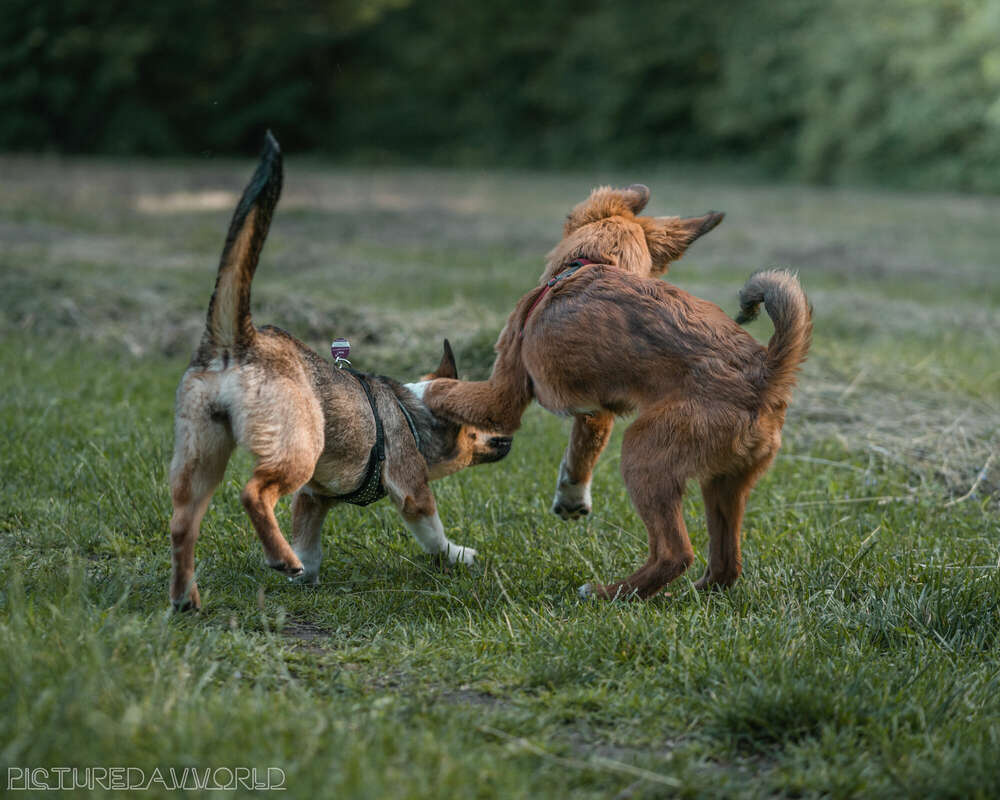 Picturedavvorld (Picturedavvorld)