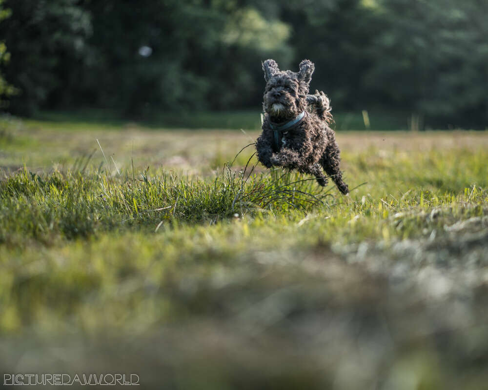 Picturedavvorld (Picturedavvorld)