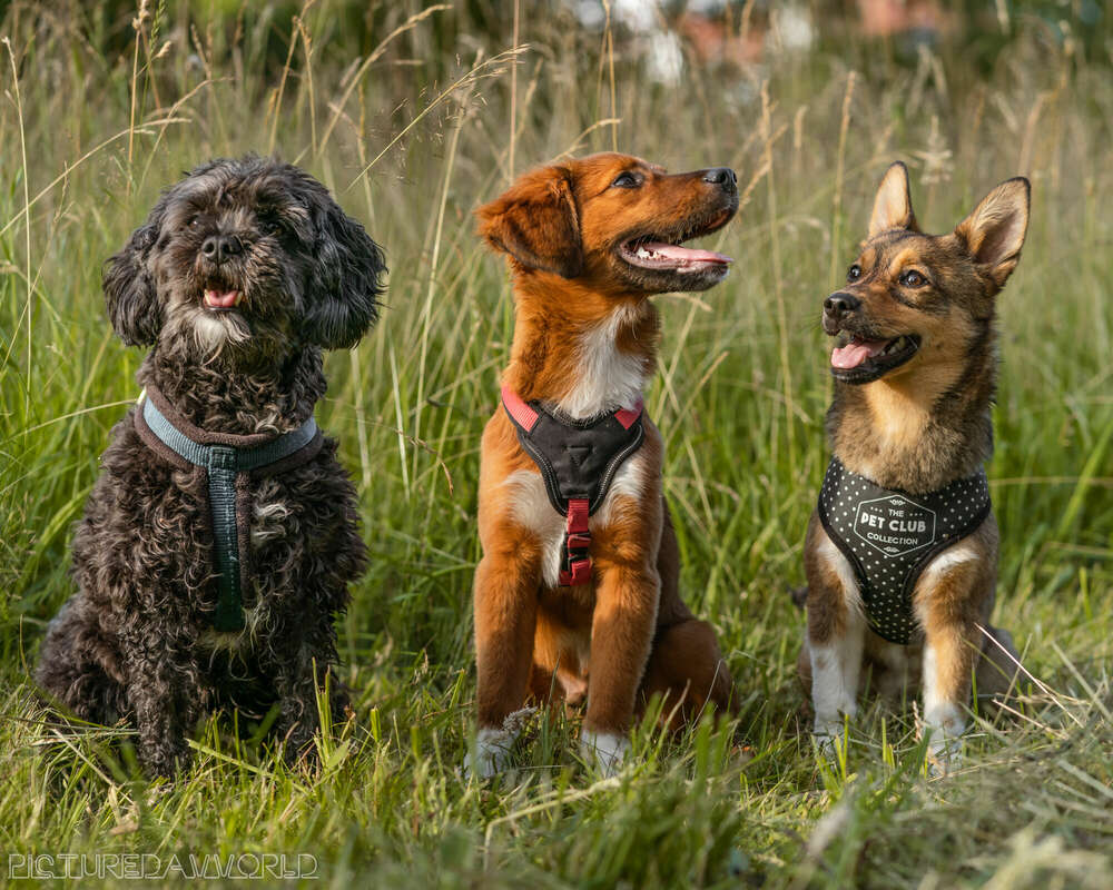 Picturedavvorld (Picturedavvorld)