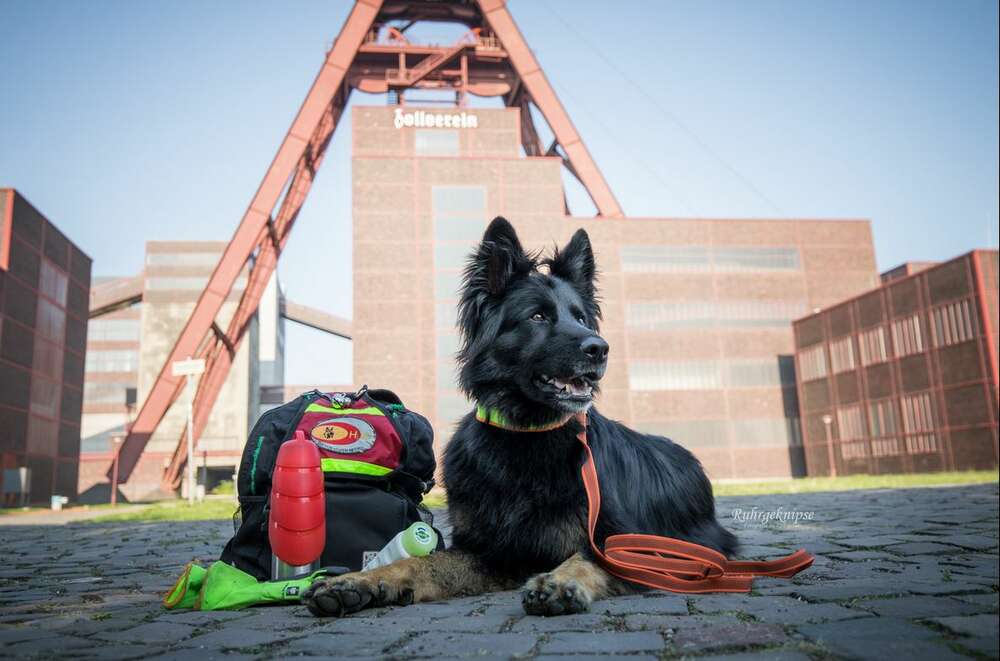 Ruhrgeknipse - Tierfotografie (Ruhrgeknipse - Tierfotografie)