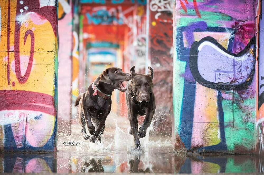 Ruhrgeknipse - Tierfotografie (Ruhrgeknipse - Tierfotografie)