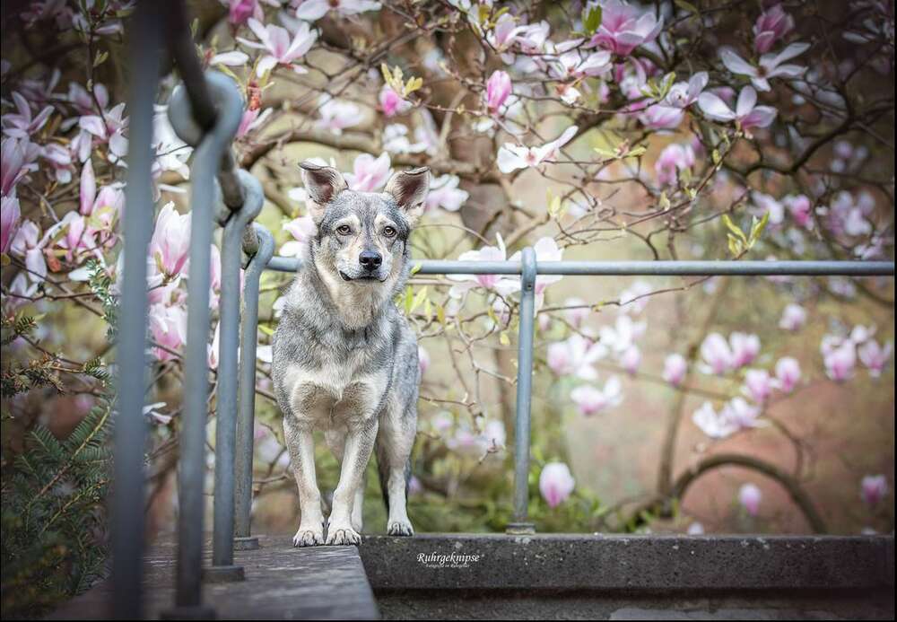 Ruhrgeknipse - Tierfotografie (Ruhrgeknipse - Tierfotografie)
