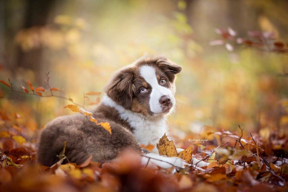 Ruhrgeknipse - Tierfotografie