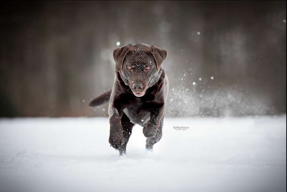 Ruhrgeknipse - Tierfotografie (Ruhrgeknipse - Tierfotografie)