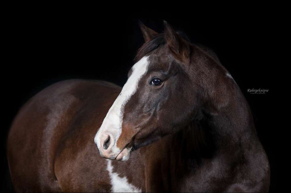 Ruhrgeknipse - Tierfotografie (Ruhrgeknipse - Tierfotografie)