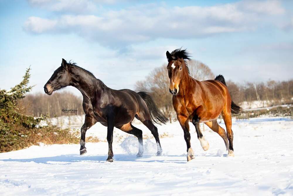 Ruhrgeknipse - Tierfotografie (Ruhrgeknipse - Tierfotografie)