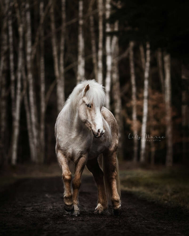 Lilly Marie Fotografie (Lilly Marie Fotografie)