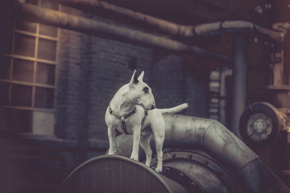 Hundeshooting (SteffiBreuckmannFotografie)