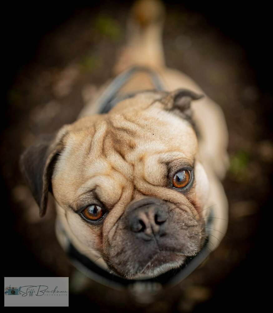 Frops vor der Kamera  (SteffiBreuckmannFotografie)