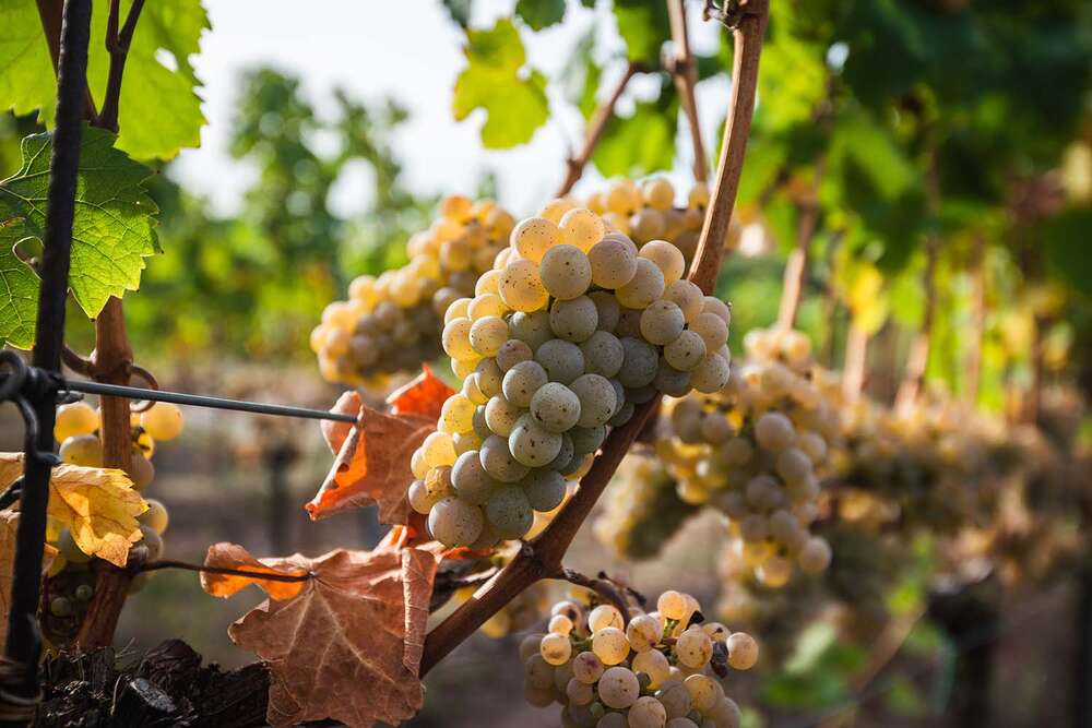 Florian Orth Photography (Florian Orth Photography)