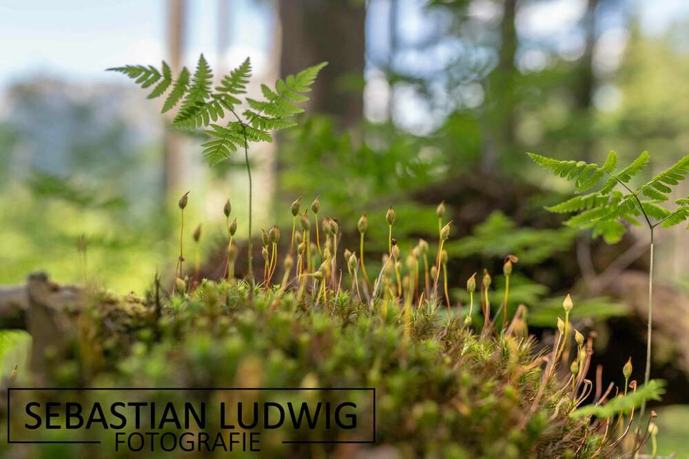Macrofotografie (Sebastian Ludwig Fotografie)