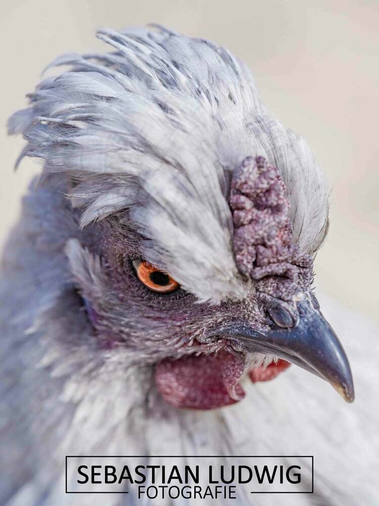 Huhn Portrait Tieraufnahmen (Sebastian Ludwig Fotografie)