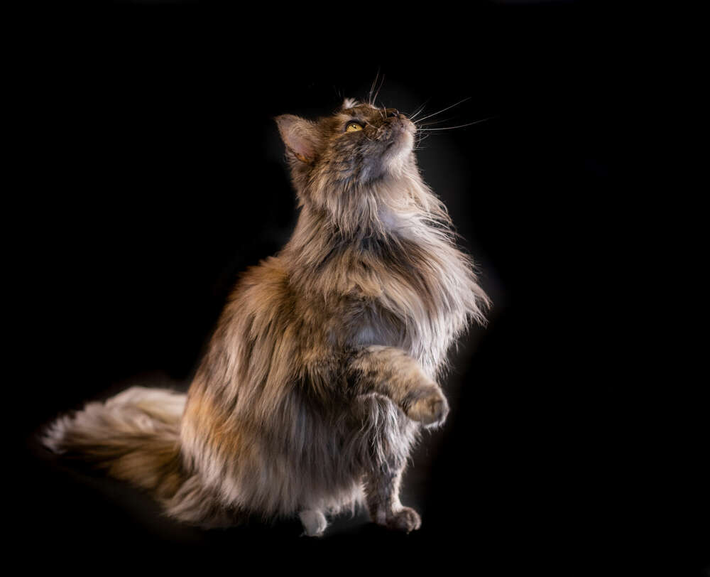 Markus Schaller Photography (Markus Schaller Photography)