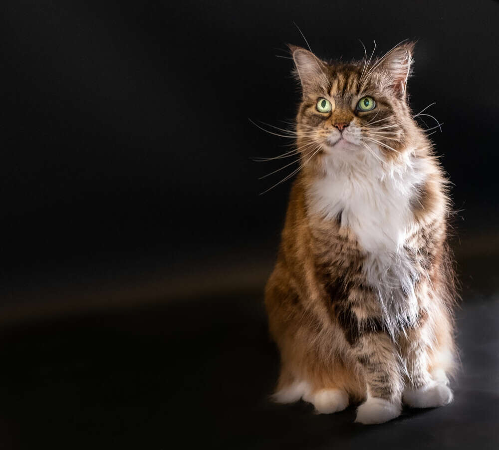 Markus Schaller Photography (Markus Schaller Photography)