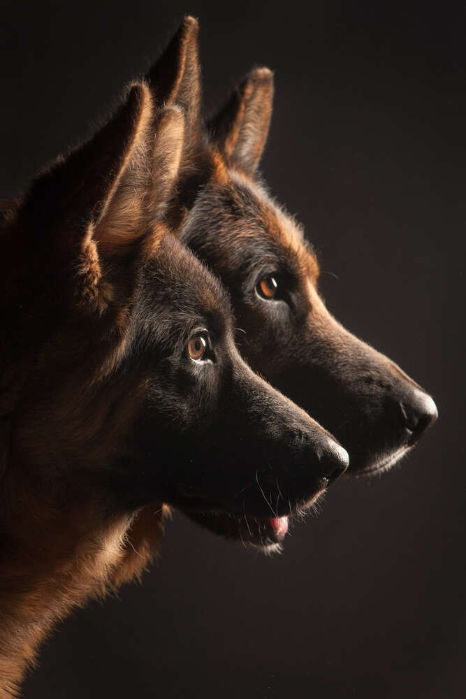 Shephard duo (Paul Croes Photography)