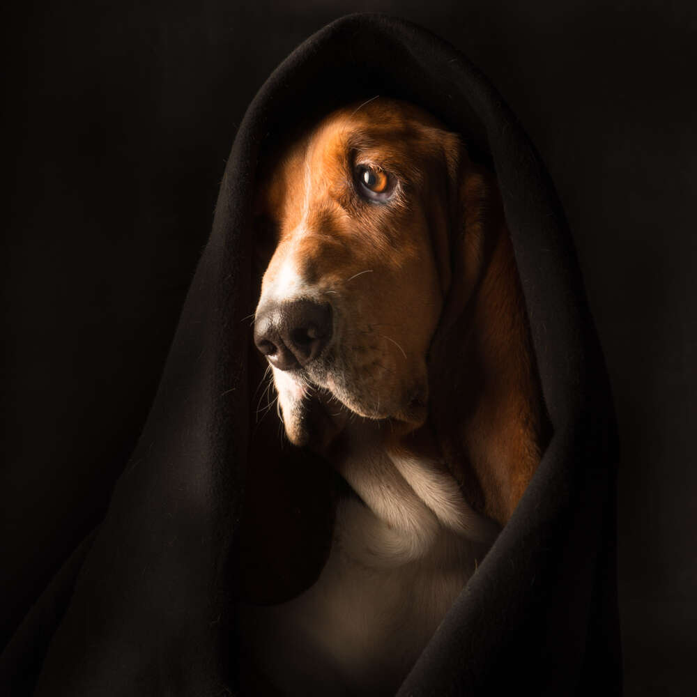 Basset Hund (Paul Croes Photography)