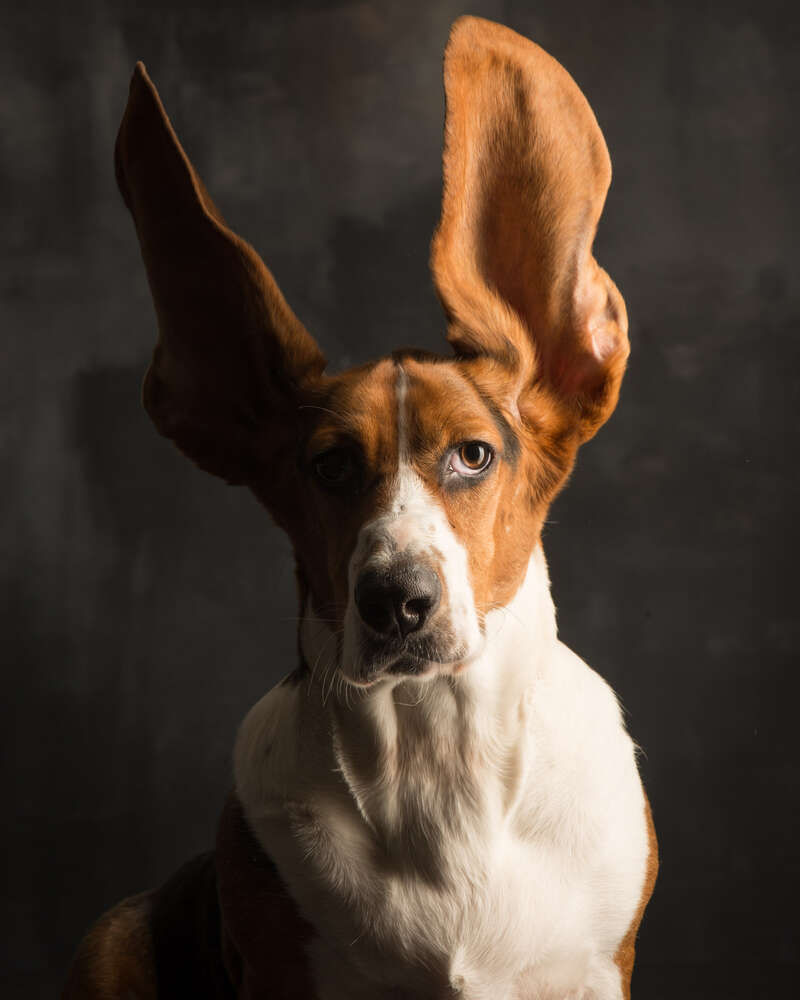 Basset hund (Paul Croes Photography)