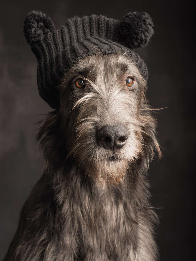 Irish wolfhound (Paul Croes Photography)