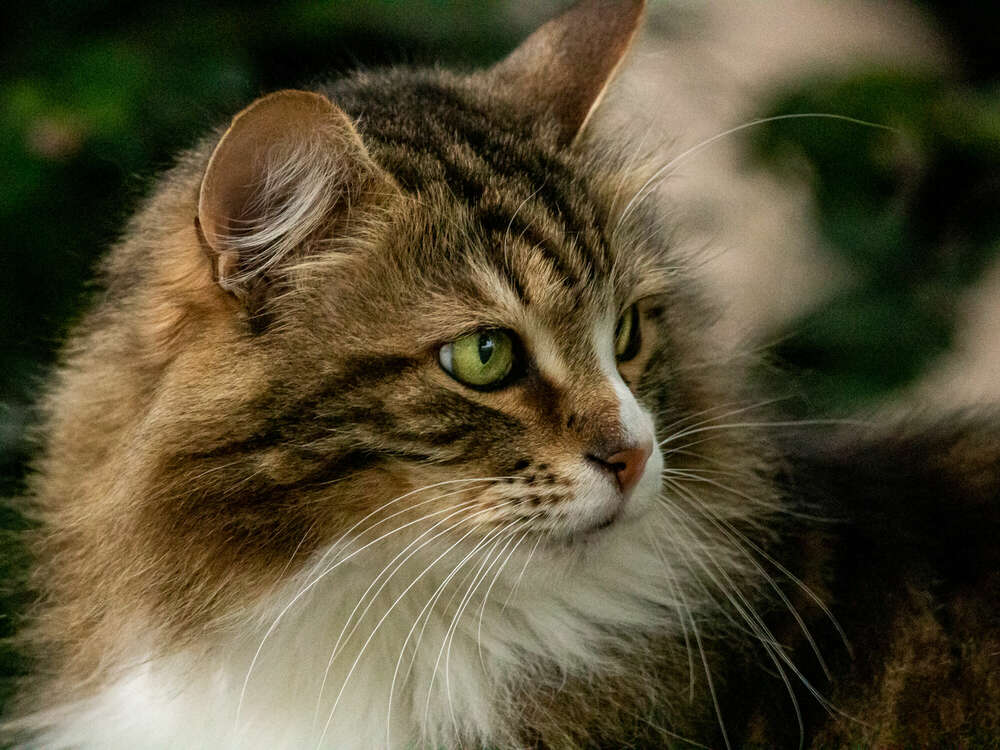 hoffmann-photographien