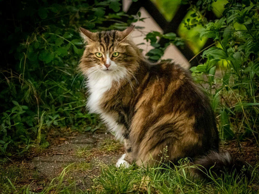 hoffmann-photographien