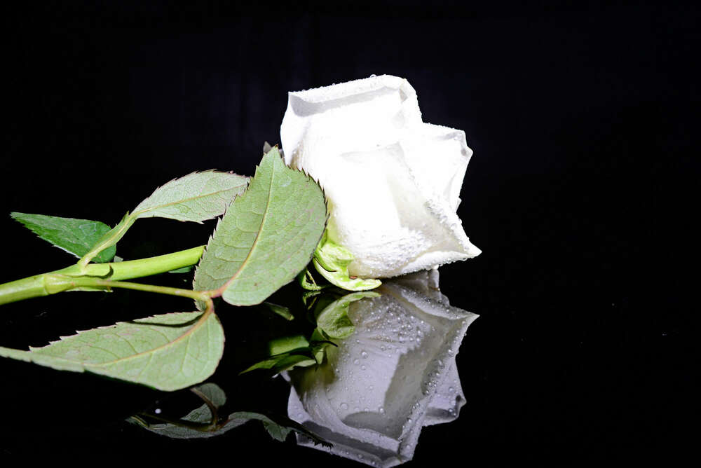 white rose (www.nicolaus-dinter.com)
