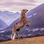 Pferde-Photographie Nadja Kienast