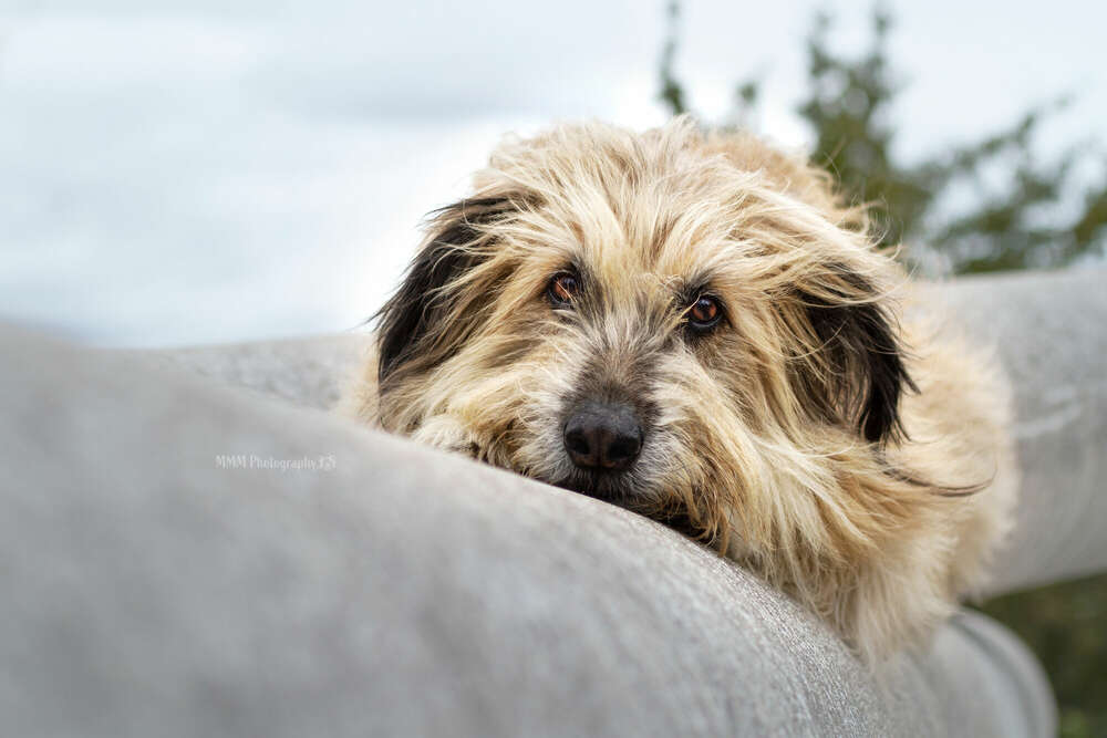 Head down (MMM Photography)