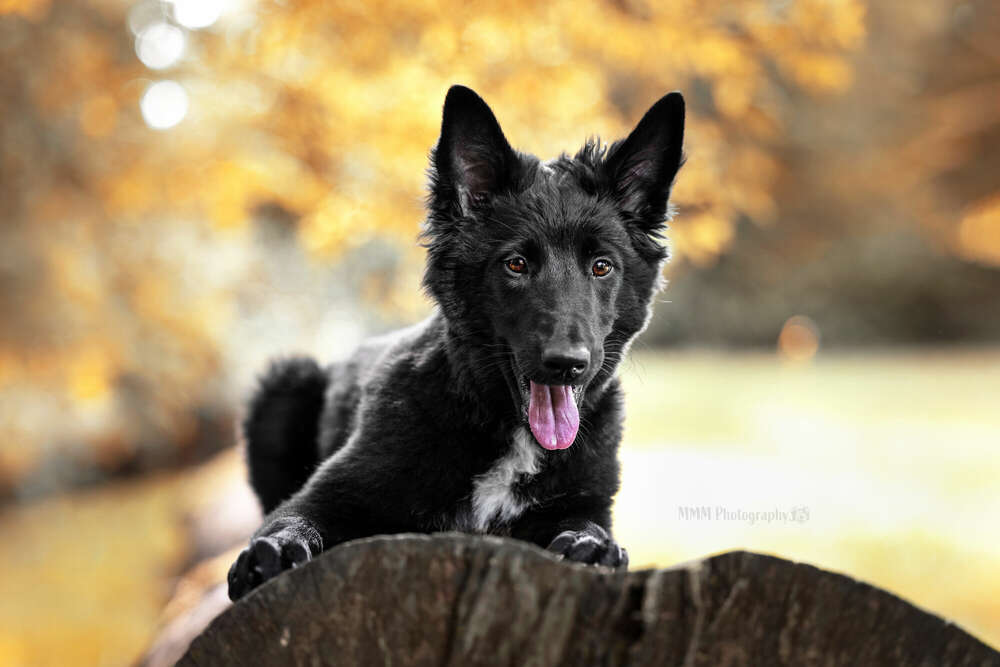 Welpenpower im Herbst (MMM Photography)