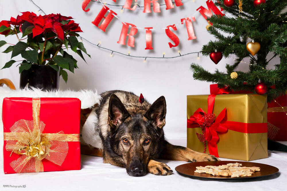 Weihnachtsshooting (MMM Photography)